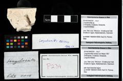 Foto (Objekt + Etikett) von Longodromites excisus (von Meyer 1857)  (NHMW-GEO-2014-0194-0234)